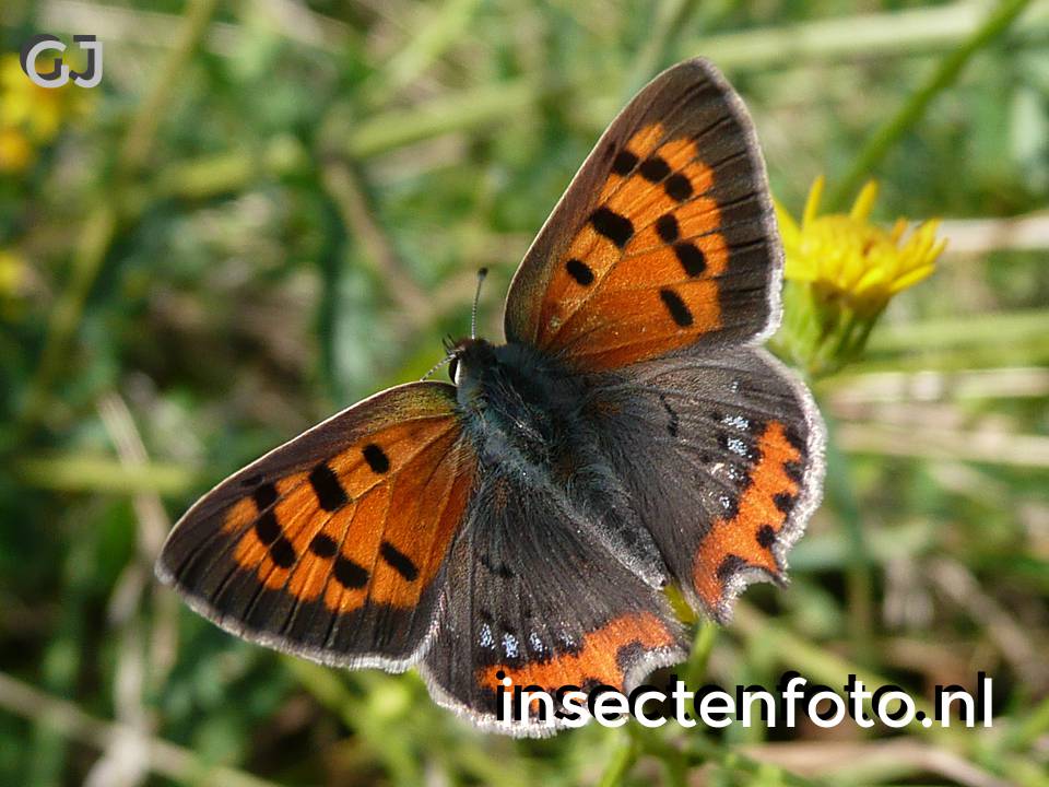 vlinder (1760*1320)